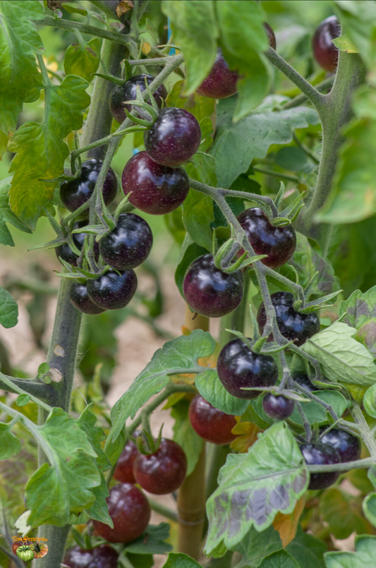 TOMATO 'Blue Berries'