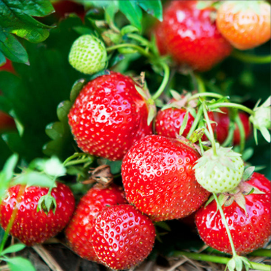 STRAWBERRY 'Eversweet' --Fragaria x ananassa--