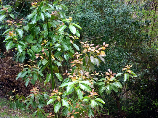 CINNAMON 'Selasian Wood' --Cinnamomum parthenoxylon--