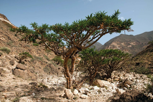 MYRRH 'Marchand's' --Commiphora marchandii--