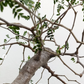 MYRRH 'Daromena' --Commiphora monstruosa--