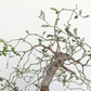 MYRRH 'Daromena' --Commiphora monstruosa--