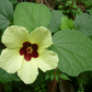 Hibiscus calyphyllus --Lemonyellow Rosemallow--