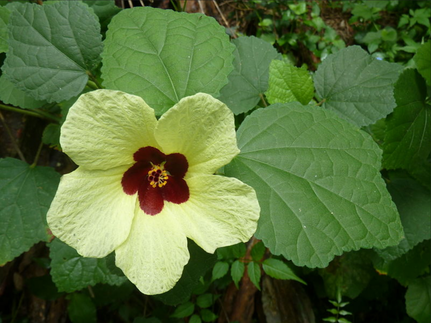 Hibiscus calyphyllus --Lemonyellow Rosemallow--