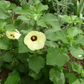 Hibiscus calyphyllus --Lemonyellow Rosemallow--