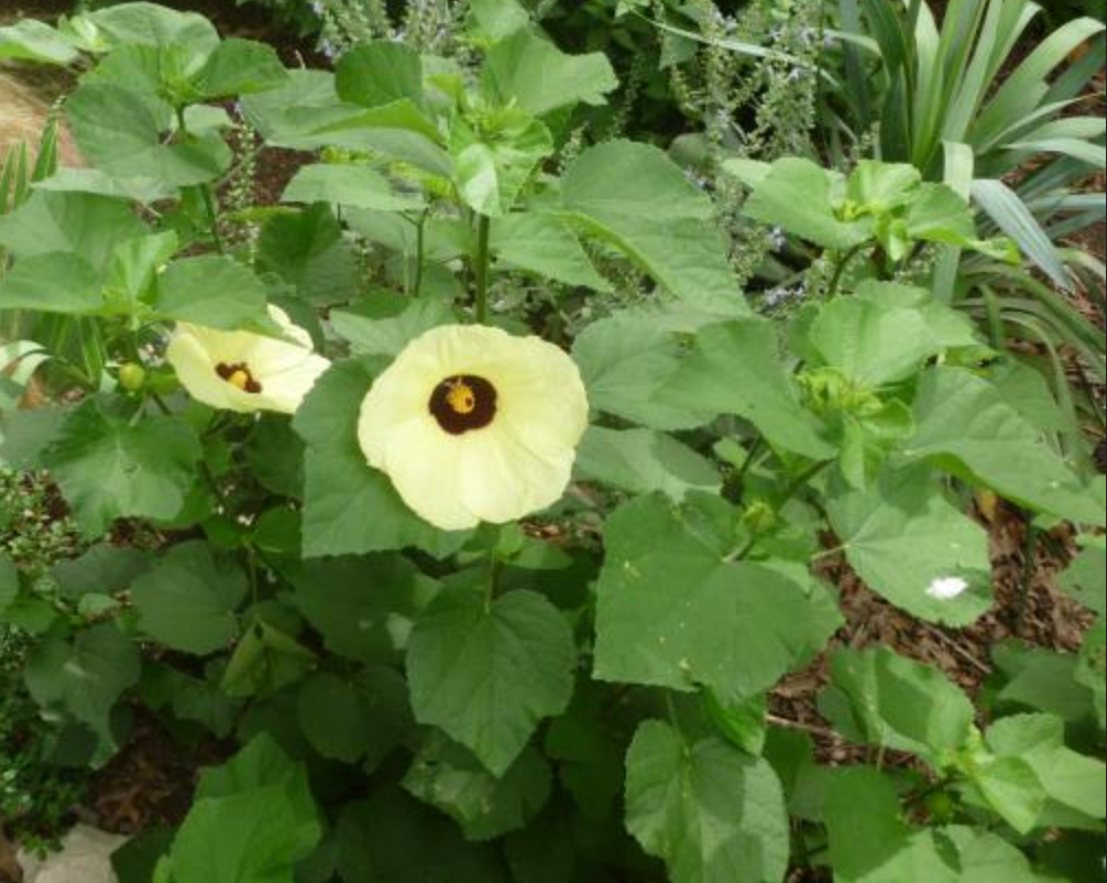 Hibiscus calyphyllus --Lemonyellow Rosemallow--