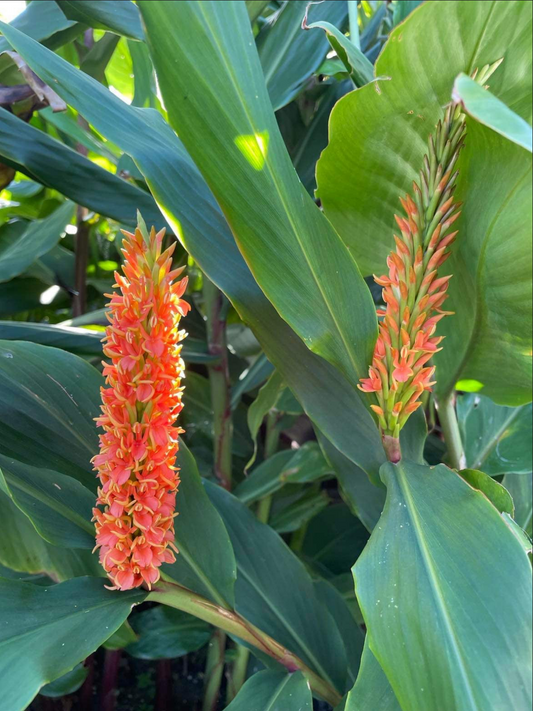 GINGER LILY 'Assam Orange' --Hedychium densiflorum--