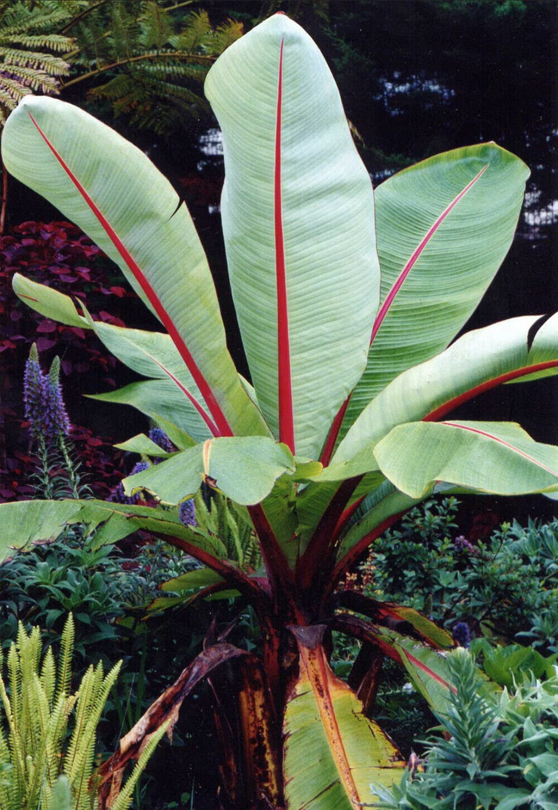 BANANA 'Large Seed Abyssinian' --Ensete ventricosum--