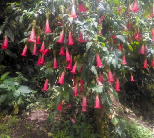 ANGEL TRUMPET 'Hot Red' --Brugmansia sanguinea--