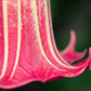 ANGEL TRUMPET 'Hot Red' --Brugmansia sanguinea--