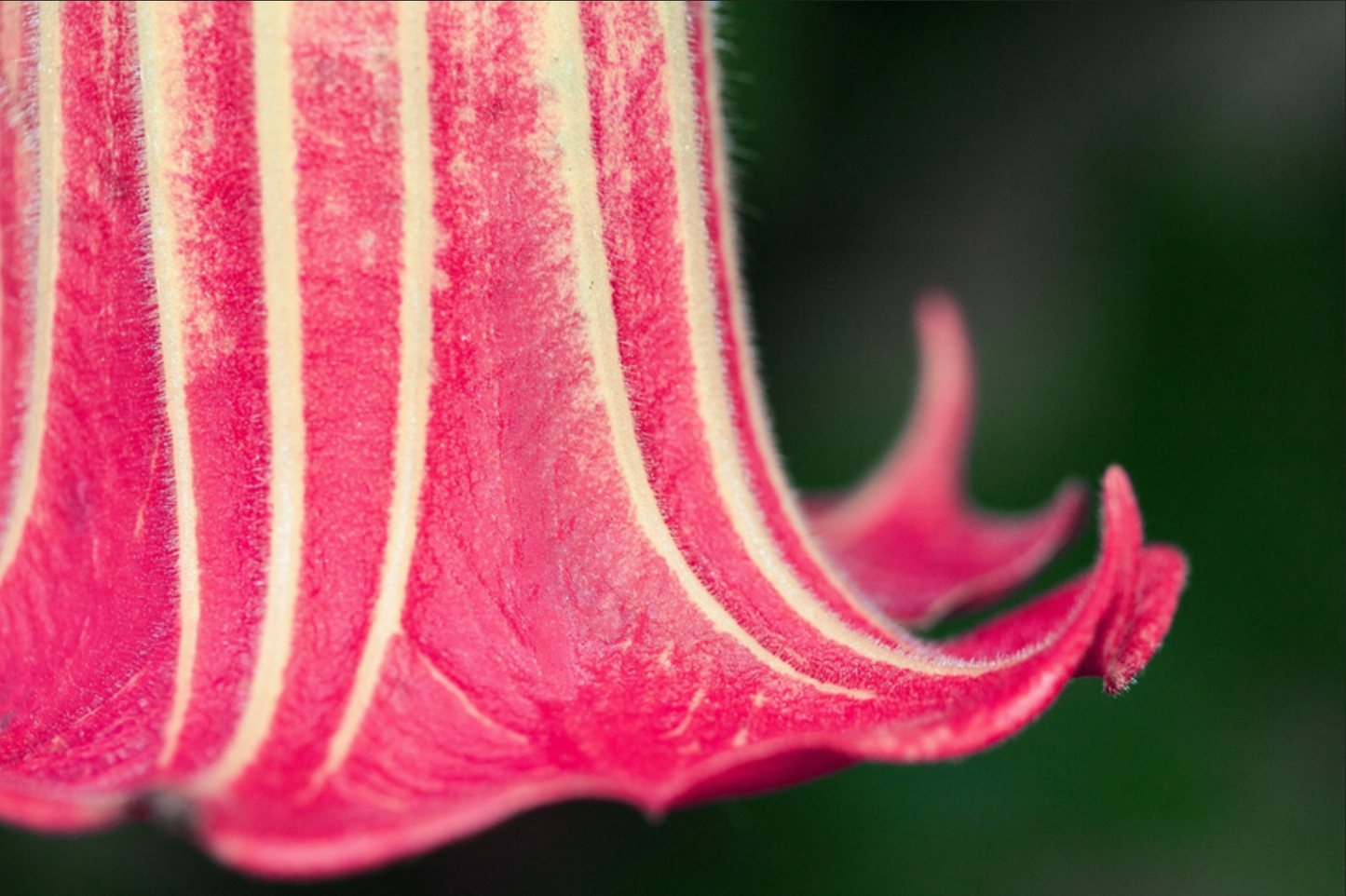 ANGEL TRUMPET 'Hot Red' --Brugmansia sanguinea--