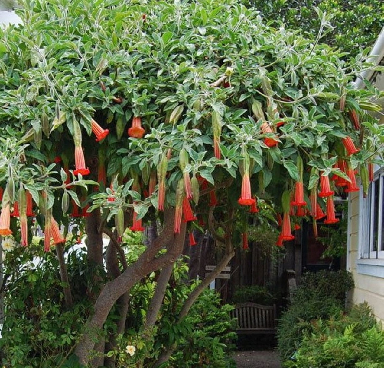 ANGEL TRUMPET 'Orange' --Brugmansia sanguinea 'Aurantia'--