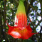 ANGEL TRUMPET 'Red' --Brugmansia sanguinea--