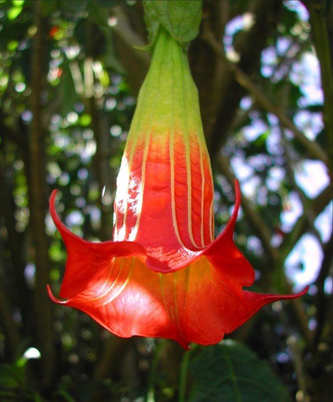 ANGEL TRUMPET 'Red' --Brugmansia sanguinea--