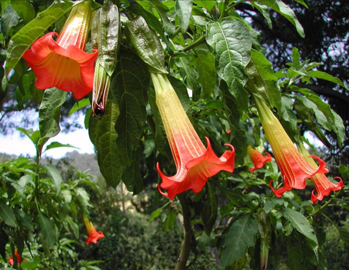 ANGEL TRUMPET 'Red' --Brugmansia sanguinea--