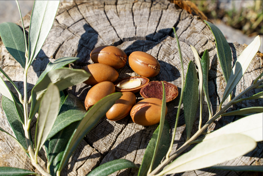 ARGAN TREE --Argania spinosa--