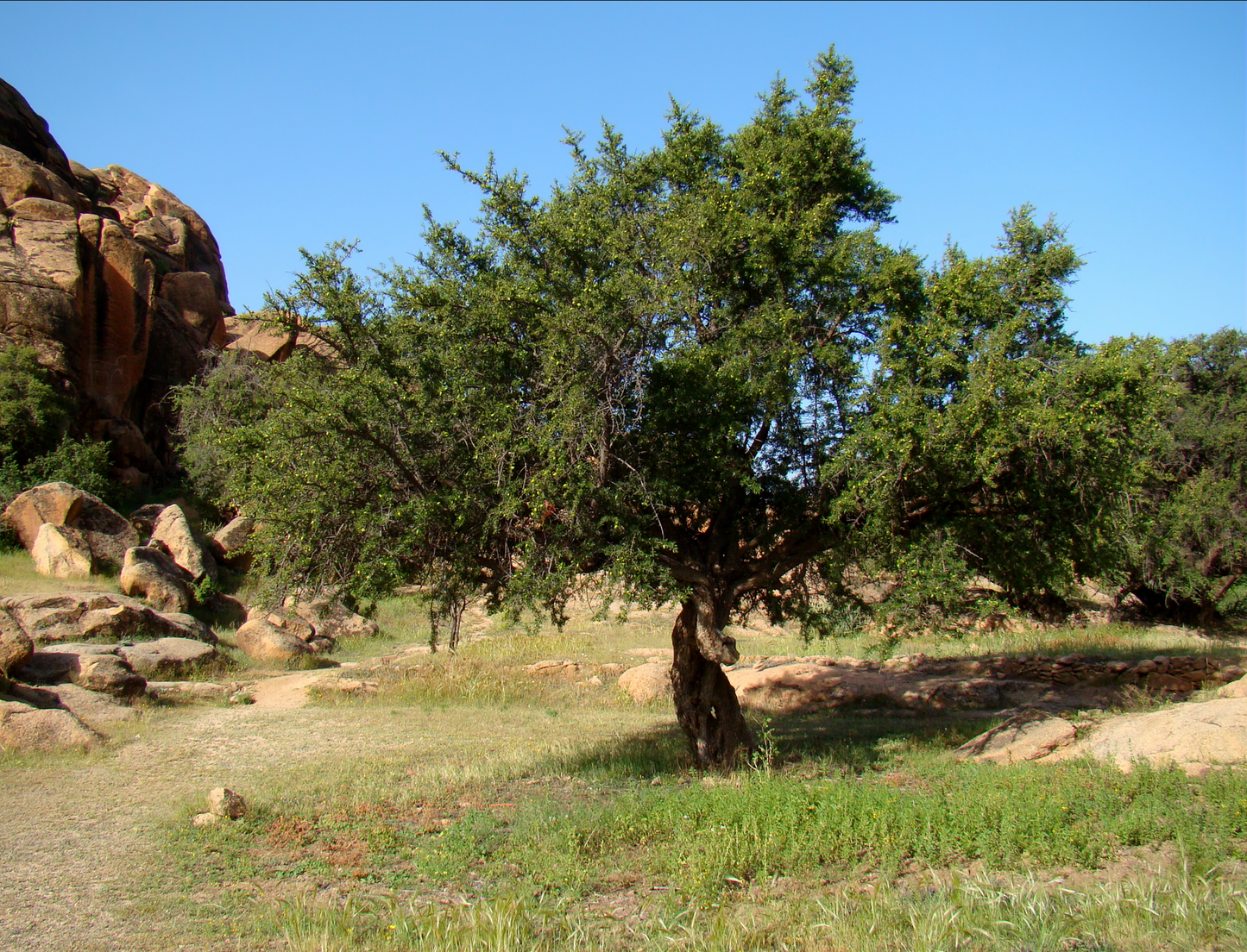 ARGAN TREE --Argania spinosa--