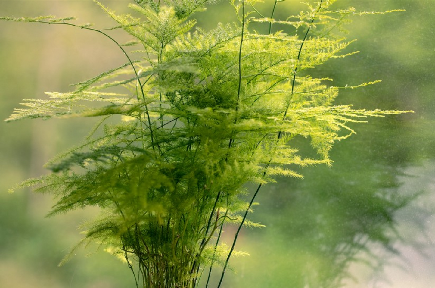 Asparagus setaceus --Climbing Lace Fern--