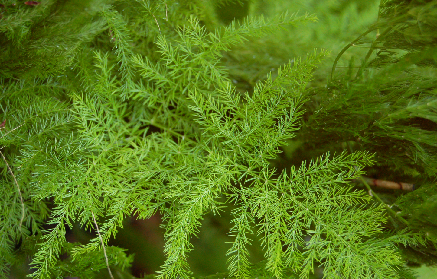 Asparagus setaceus --Climbing Lace Fern--