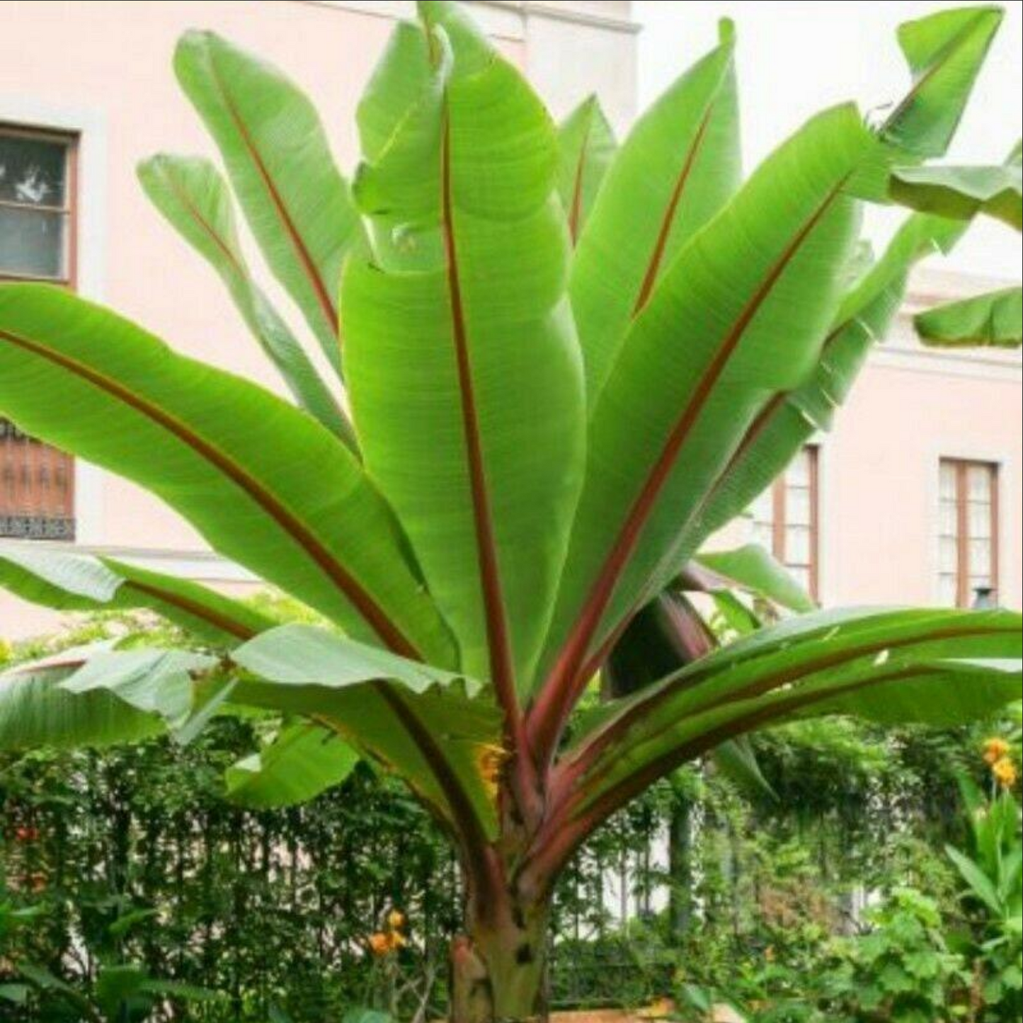 BANANA 'Abyssinian' --Ensete ventricosum--