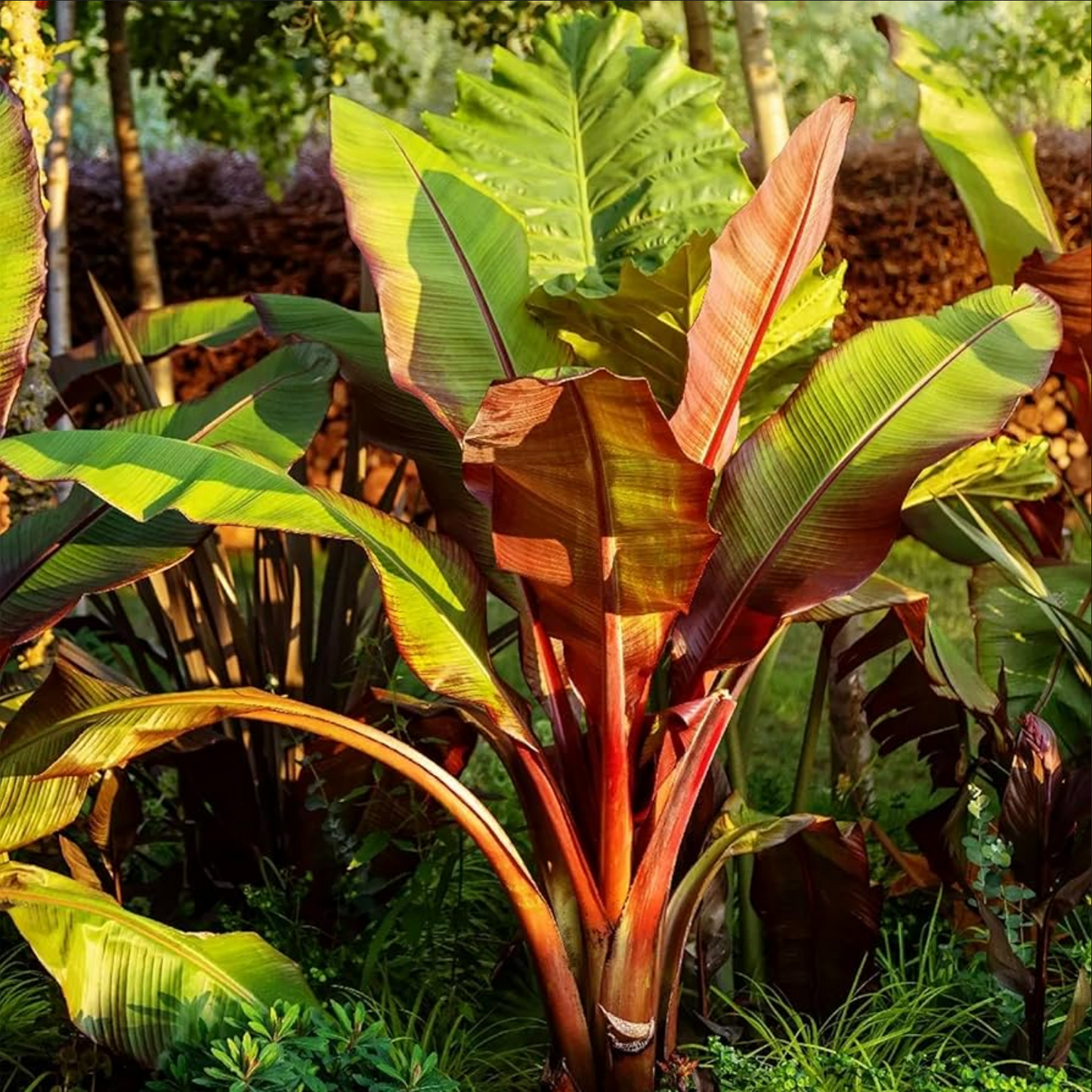 BANANA 'Abyssinian' --Ensete ventricosum--