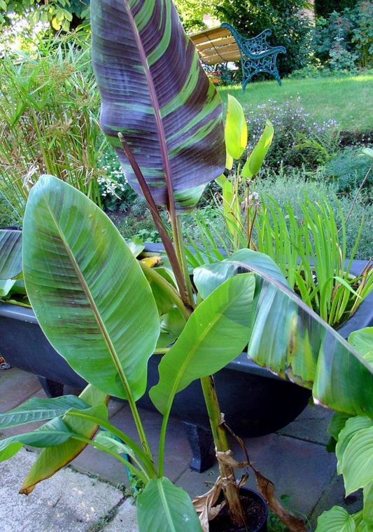 BANANA 'Darjeeling' --Musa sikkimensis--