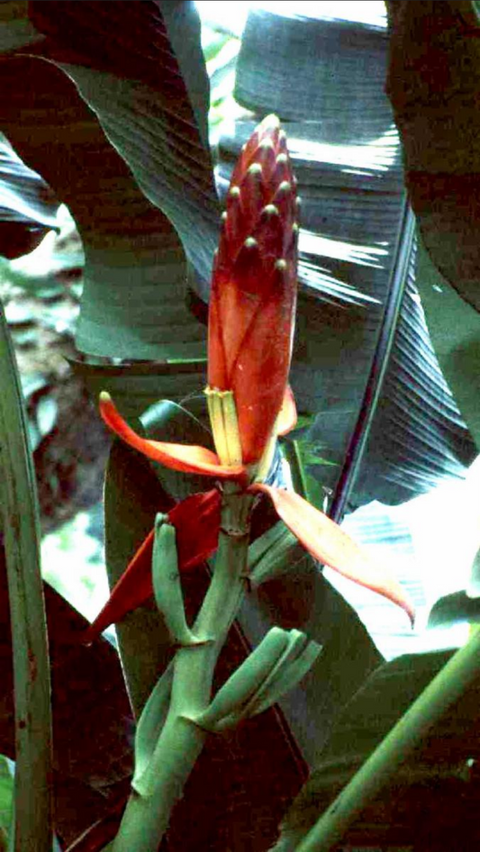 BANANA 'Fairchild's Loloda' --Musa lolodensis--