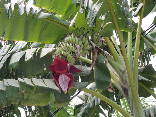 BANANA 'Sulawesi' --Musa acuminata x. tomentosa--