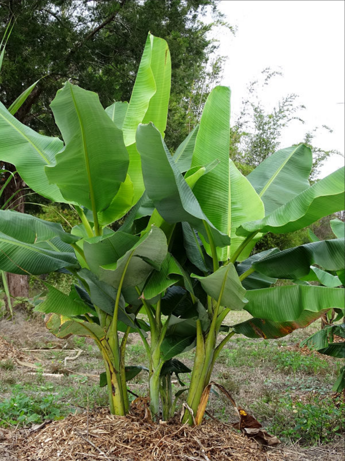 BANANA 'Sweet Plantain' --Musa balbisiana x. balbisiana--