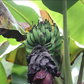 BANANA 'Sweet Plantain' --Musa balbisiana x. balbisiana--