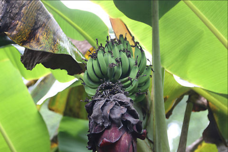 BANANA 'Sweet Plantain' --Musa balbisiana x. balbisiana--