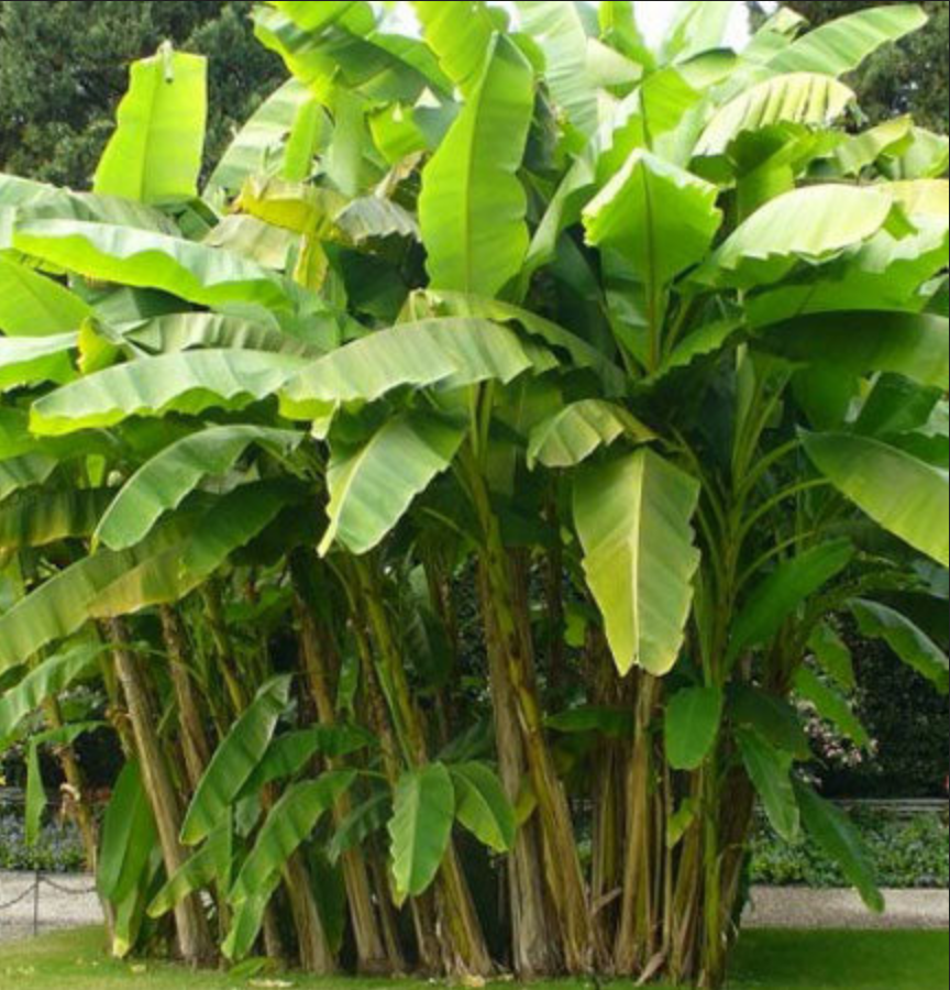 BANANA 'Wild Forest' --Musa yunnanensis--