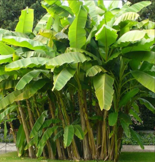 BANANA 'Wild Forest' --Musa yunnanensis--