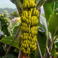 BANANA 'Wild Forest' --Musa yunnanensis--