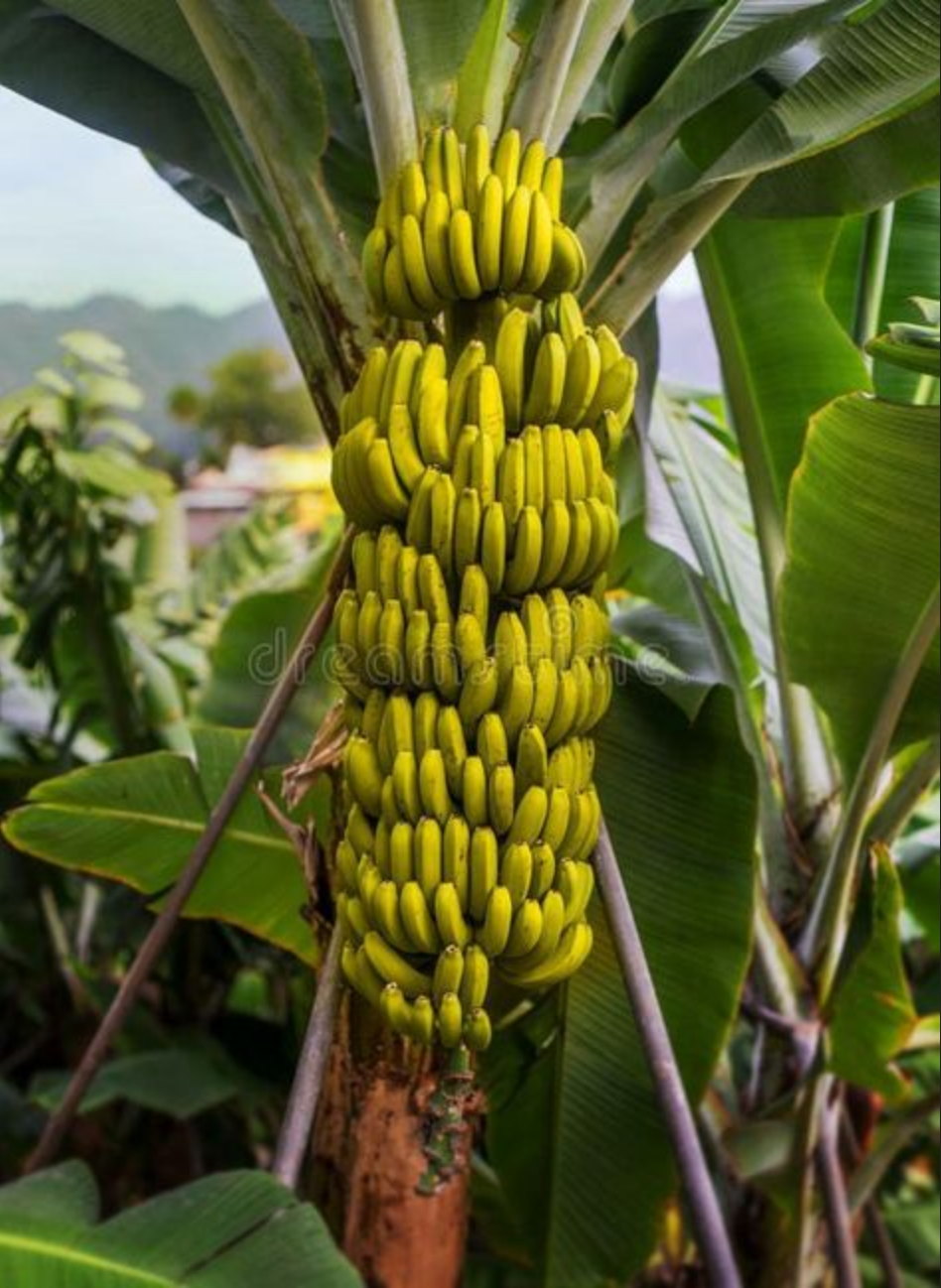 BANANA 'Wild Forest' --Musa yunnanensis--