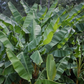 BANANA 'Yunnan' --Musa itinerans var. itinerans--