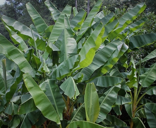 BANANA 'Yunnan' --Musa itinerans var. itinerans--