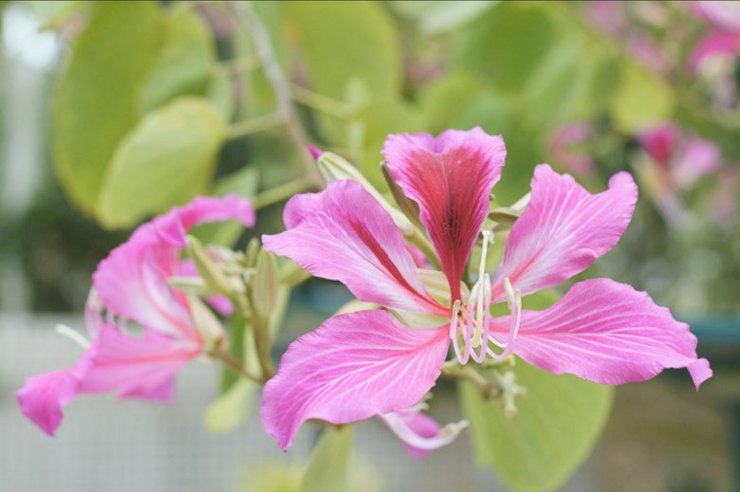 Bauhinia variegata --Pink Orchid Tree--