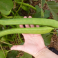 BEAN 'Sword' --Canavalia ensiformis--