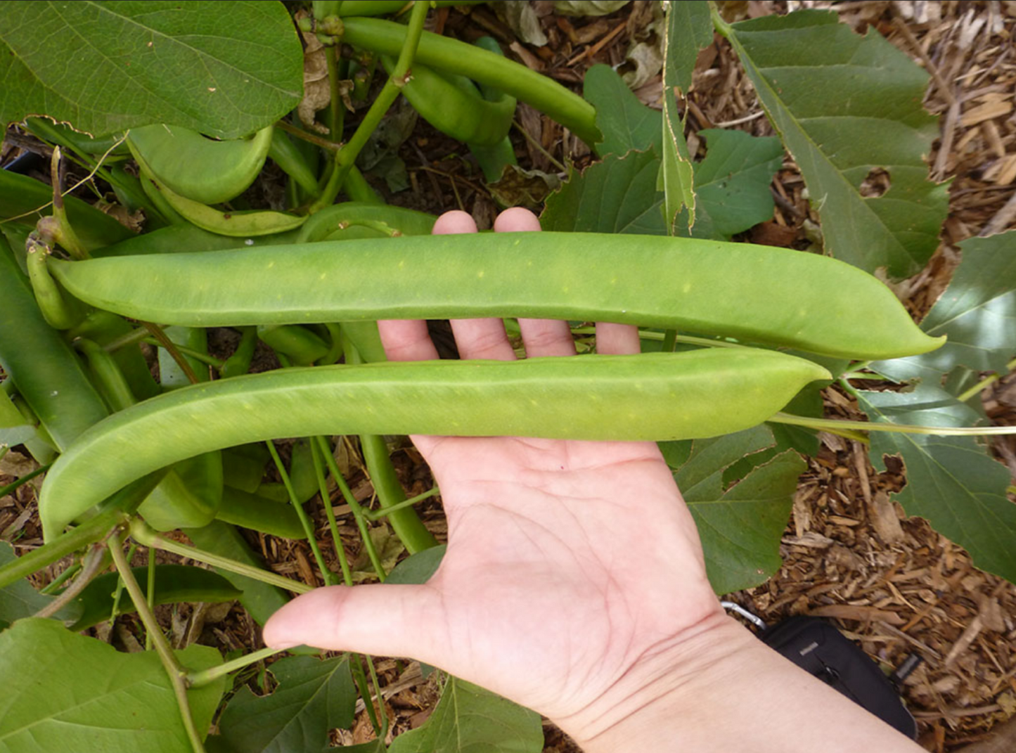 BEAN 'Sword' --Canavalia ensiformis--