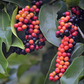 BIGNAY TREE --Antidesma bunius--