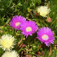 Carpobrotus edulis --Edible Ice Plant--