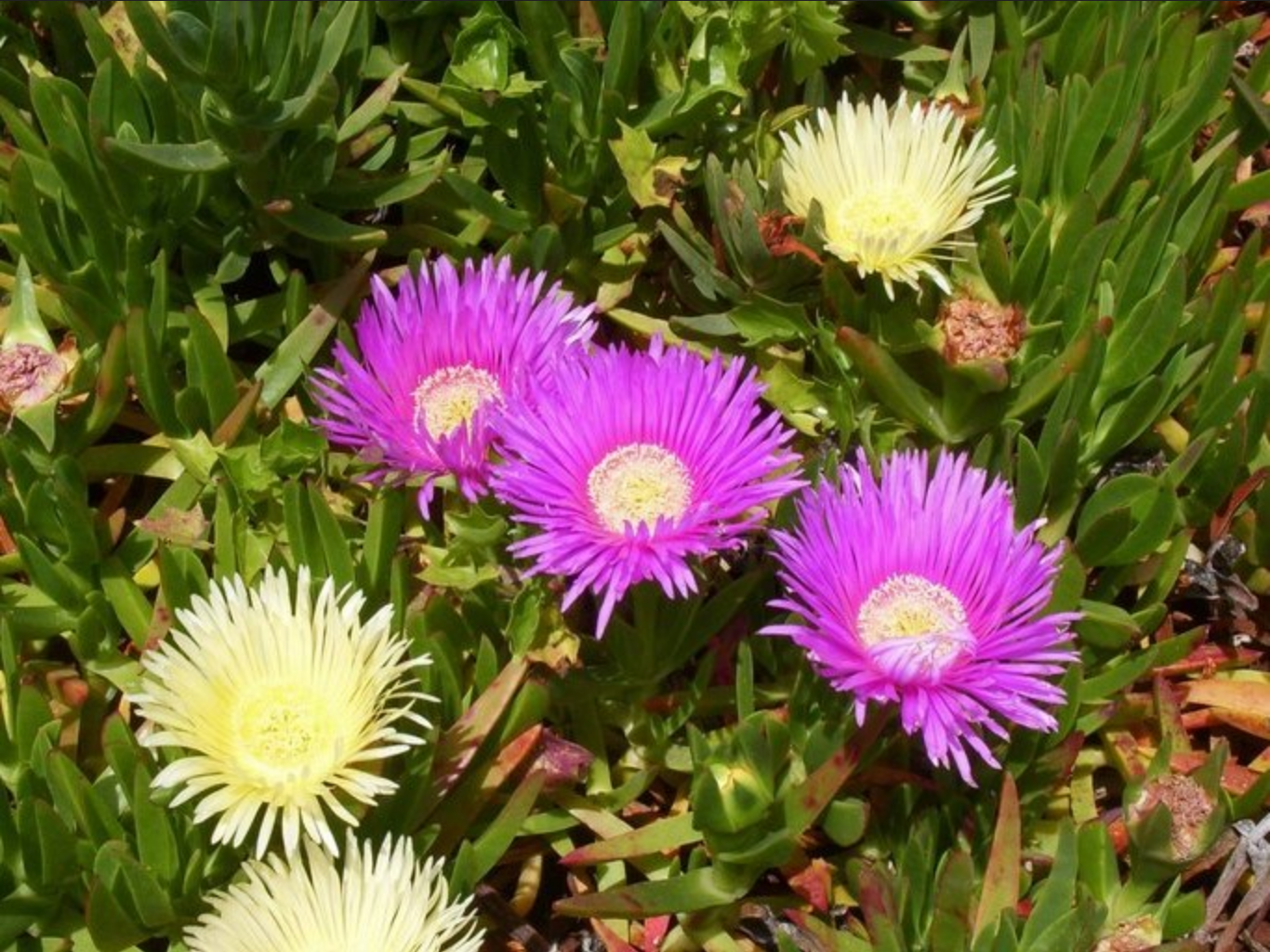 Carpobrotus edulis --Edible Ice Plant--