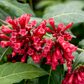 Cestrum fasciculatum --Early Jessamine--