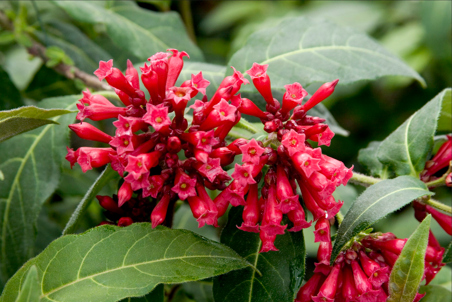 Cestrum fasciculatum --Early Jessamine--