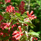 Cestrum fasciculatum --Early Jessamine--