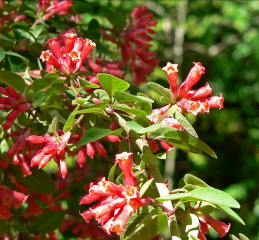 Cestrum fasciculatum --Early Jessamine--