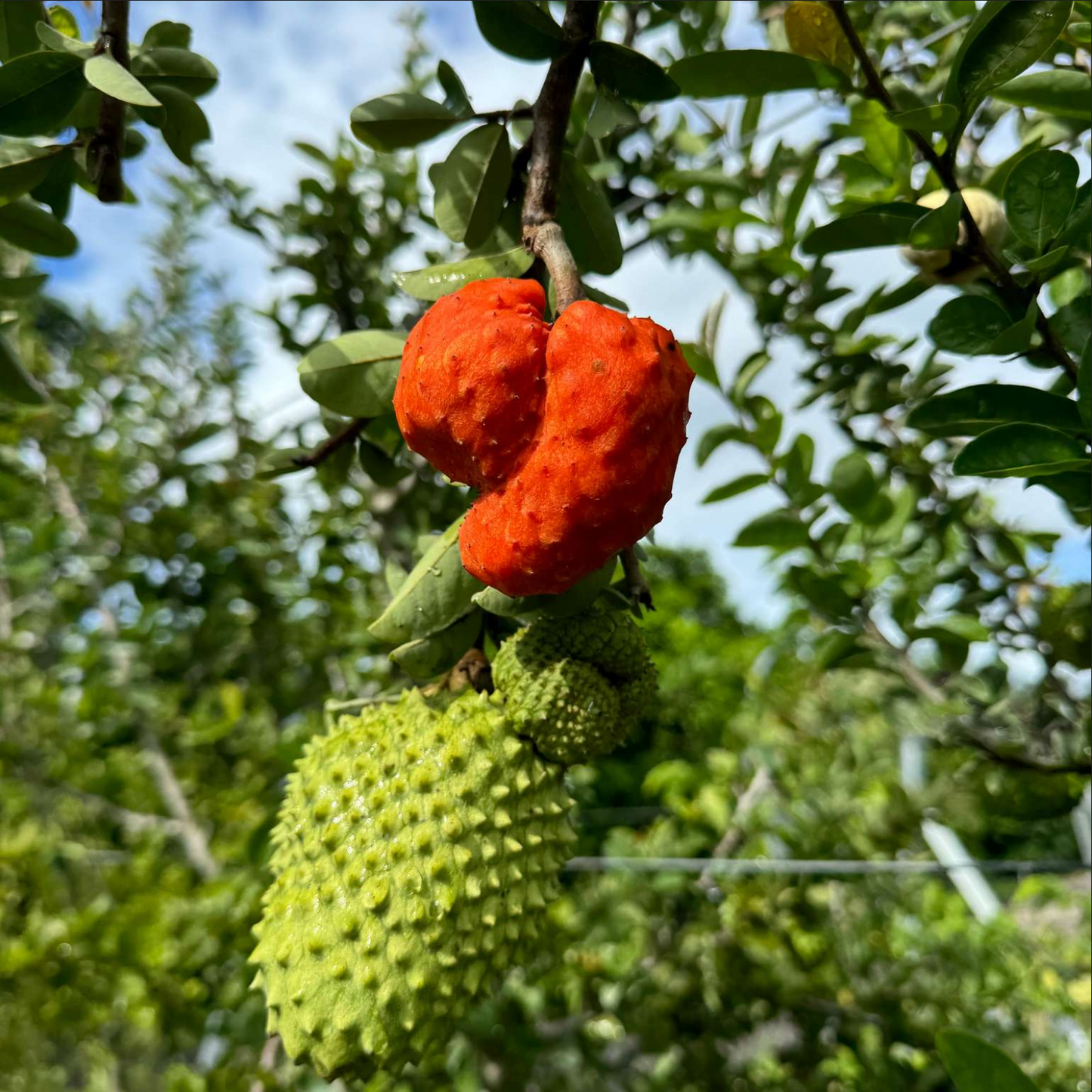 CHERIMOYA TREE 'Red' --Annona spinescens--