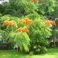 Colvillea racemosa --Colville's Glory Tree--