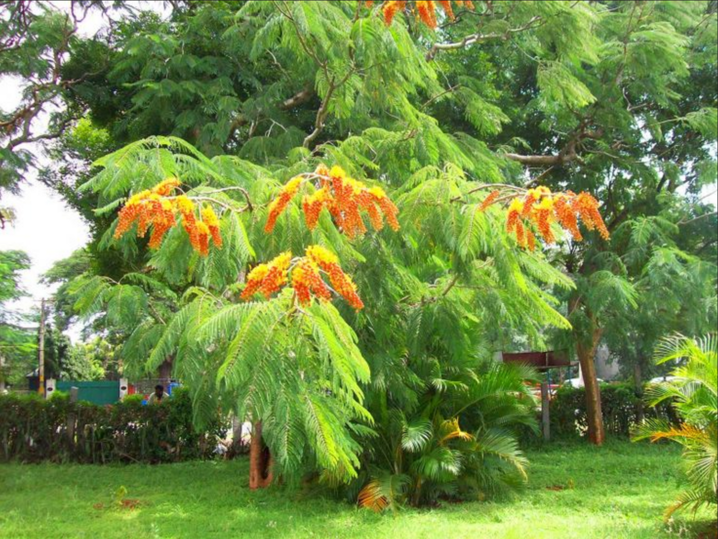 Colvillea racemosa --Colville's Glory Tree--